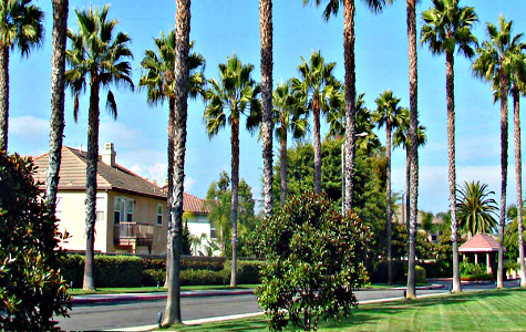 Bluejay Sunshine Hills